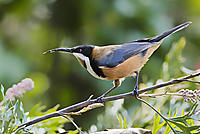 Click image for larger version

Name:	_DSC1192 Eastern Spinebill.jpg
Views:	60
Size:	326.8 KB
ID:	441680