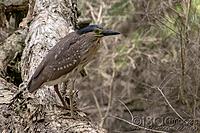 Click image for larger version

Name:	1166-Juvenile_Nankeen_Night_Heron.jpg
Views:	77
Size:	231.5 KB
ID:	466595