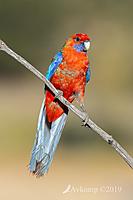 Click image for larger version

Name:	rosella 2390.jpg
Views:	106
Size:	148.1 KB
ID:	467485