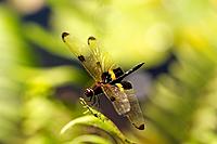 Click image for larger version

Name:	Yellow Striped Flutterer Dragonfly - Ryothemis phyllis.jpg
Views:	126
Size:	108.9 KB
ID:	472150