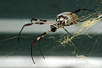 i dont think my last post of this worked
Golden Orb spider in my garden