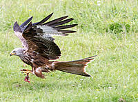 Red kite in Scotland if this uploads I will post a couple more