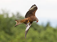 Just recently spent a couple of weeks in Scotland and managed to capture some shots of Red Kites feeding. These birds are all wild but frequently visit a farm that puts feed out each day. In winter there can be upwards of 30 or 40 birds, when I only saw around 10 of them. They are not held in captivity in any and to all intents and purposes they live and have been born in the wild Hope you enjoy.