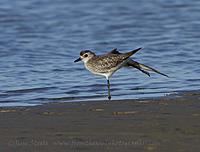 Grey Plover ballet...