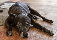 This is Georgie, she is a 16yo Kelpie x Staffy and belongs to a friend Tricia who is 72yo and does dog walking at YAPS with me.  Anyways I thought I would go over and get some photos of Georgie and her Lab sister Shelly .. in case Georgie gets her wings.  The meds the vet gave her must be working as she chirped up, gave me a great wash when I greated her .. and she went to do a wee and a poop .. which pleased her mummy immensely.