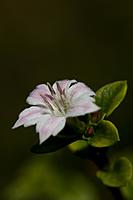 Serrissa Snowleaves a small shrub with masses of small blooms. Hardly as big as your finger nail.