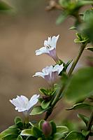 A small bouquet of 3 blooms on a branch.