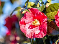 Camellia